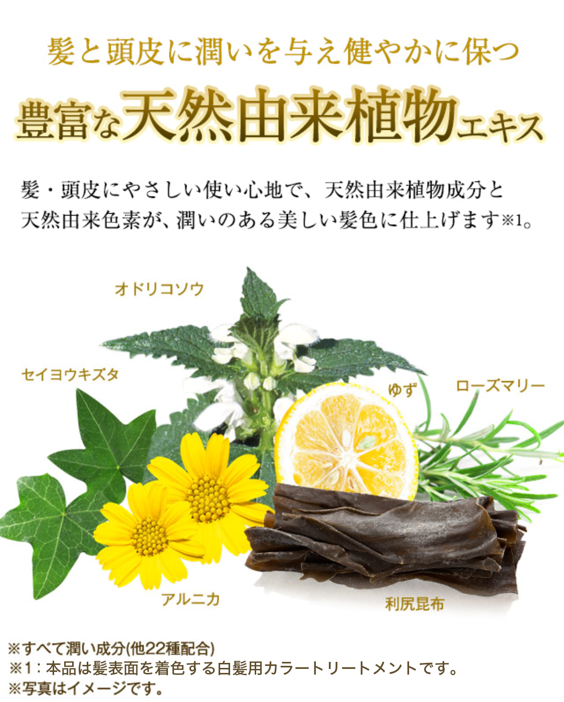 髪と頭皮に潤いを与え健やかに保つ豊富な天然由来植物エキス
【利尻昆布／オドリコソウ／セイヨウキズタ／ゆず／ローズマリー／アルニカ】